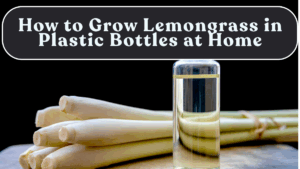 How to Grow Lemongrass in Plastic Bottles at Home