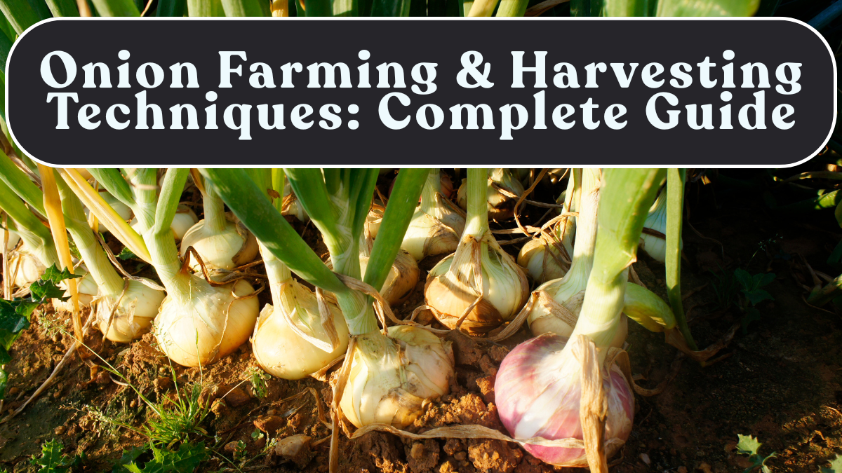 Onion Farming & Harvesting Techniques: Complete Guide