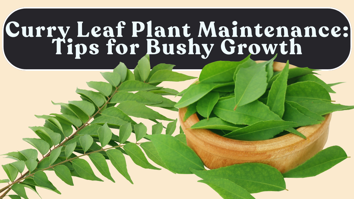 Curry Leaf Plant Maintenance: Tips for Bushy Growth