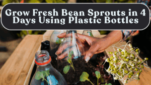 Grow Fresh Bean Sprouts in 4 Days Using Plastic Bottles