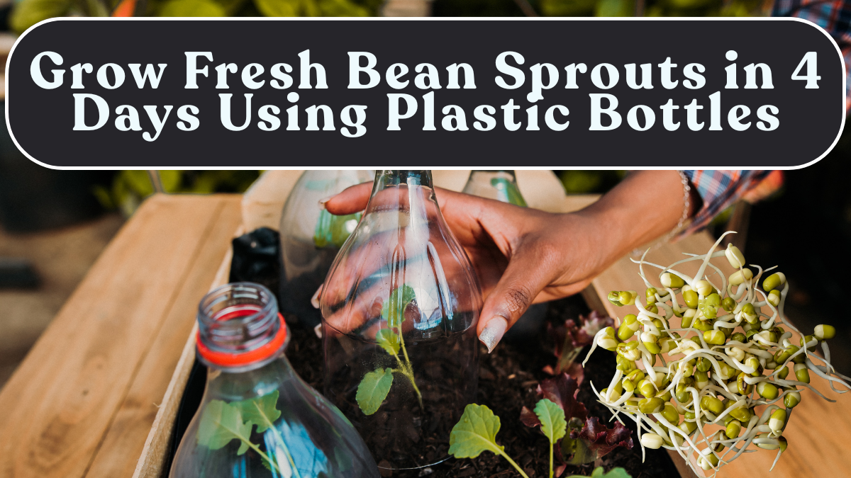 Grow Fresh Bean Sprouts in 4 Days Using Plastic Bottles