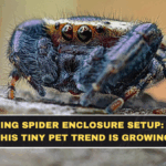 Jumping Spider Enclosure Setup: Why This Tiny Pet Trend Is Growing