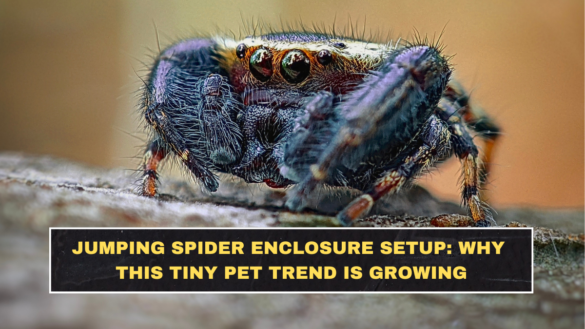 Jumping Spider Enclosure Setup: Why This Tiny Pet Trend Is Growing
