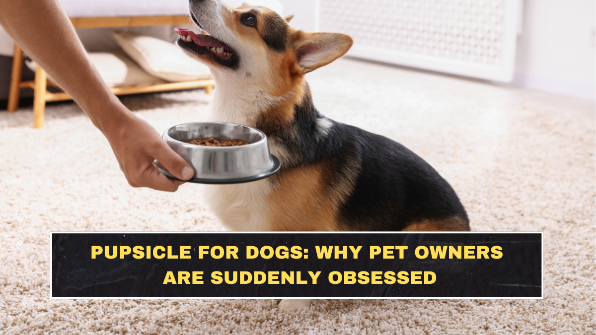Pupsicle for Dogs: Why Pet Owners Are Suddenly Obsessed