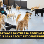 Dog Daycare Culture Is Growing Fast: What It Says About Pet Ownership Now