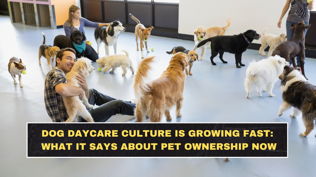Dog Daycare Culture Is Growing Fast: What It Says About Pet Ownership Now